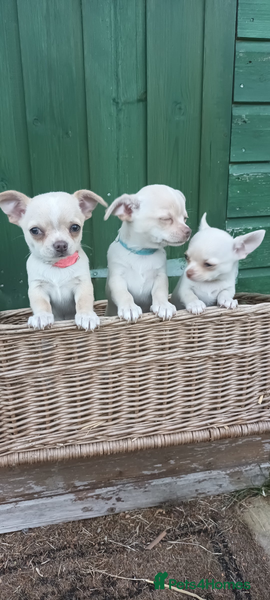 Chihuahua dogs for sale: CHIAHUAHUA PUPPYS - Image 10
