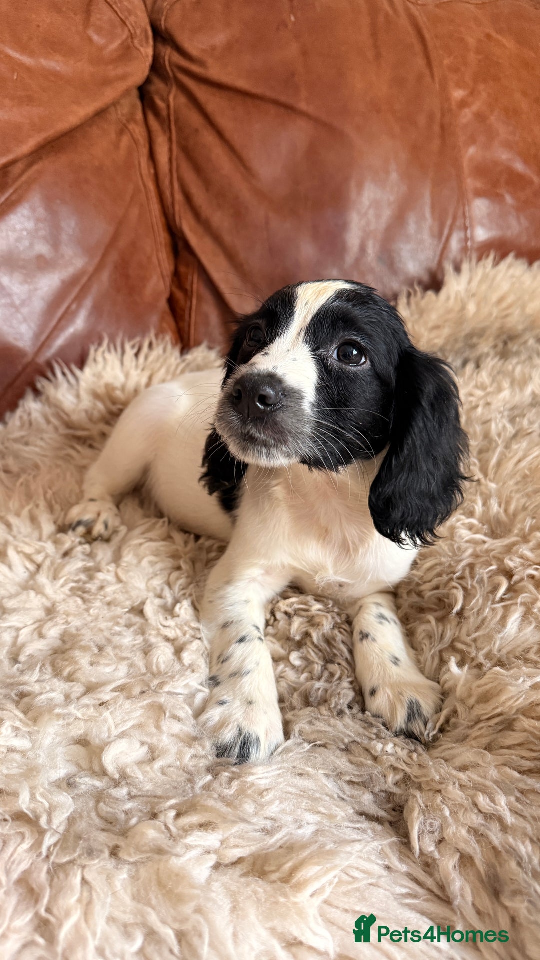 English Springer Spaniel dogs for sale: Stunning Litter of Beautiful Working ESS Puppies. - Advert 7