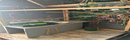 Cockatiels birds for sale: Bonded kakarikis in Otley - Advert 8