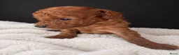 Toy Poodle dogs for sale: Red Toy Poodle 🐩  - Advert 9