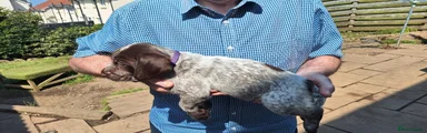 Mixed Breed 7