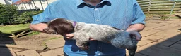 Mixed Breed dogs for sale: Lovely marked GWP / ESS puppies for sale  in Dalkeith - Advert 5