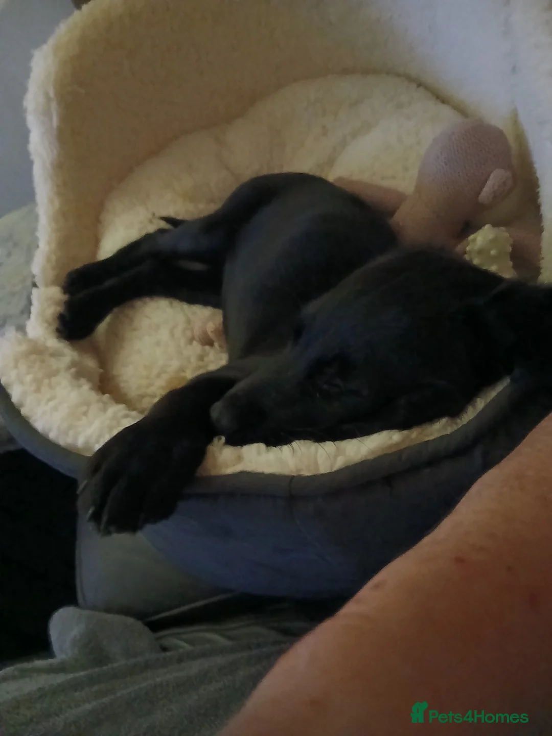 Mixed Breed dogs for sale: Bailey - Advert 2