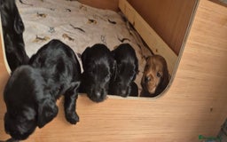 Cocker Spaniel dogs for sale: Cocker spaniel puppies  - Image 2
