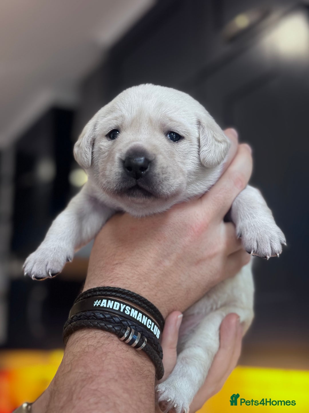 Labrador Retriever dogs for sale: Labrador Puppies - 1 Male & 3 Females Available - Advert 7