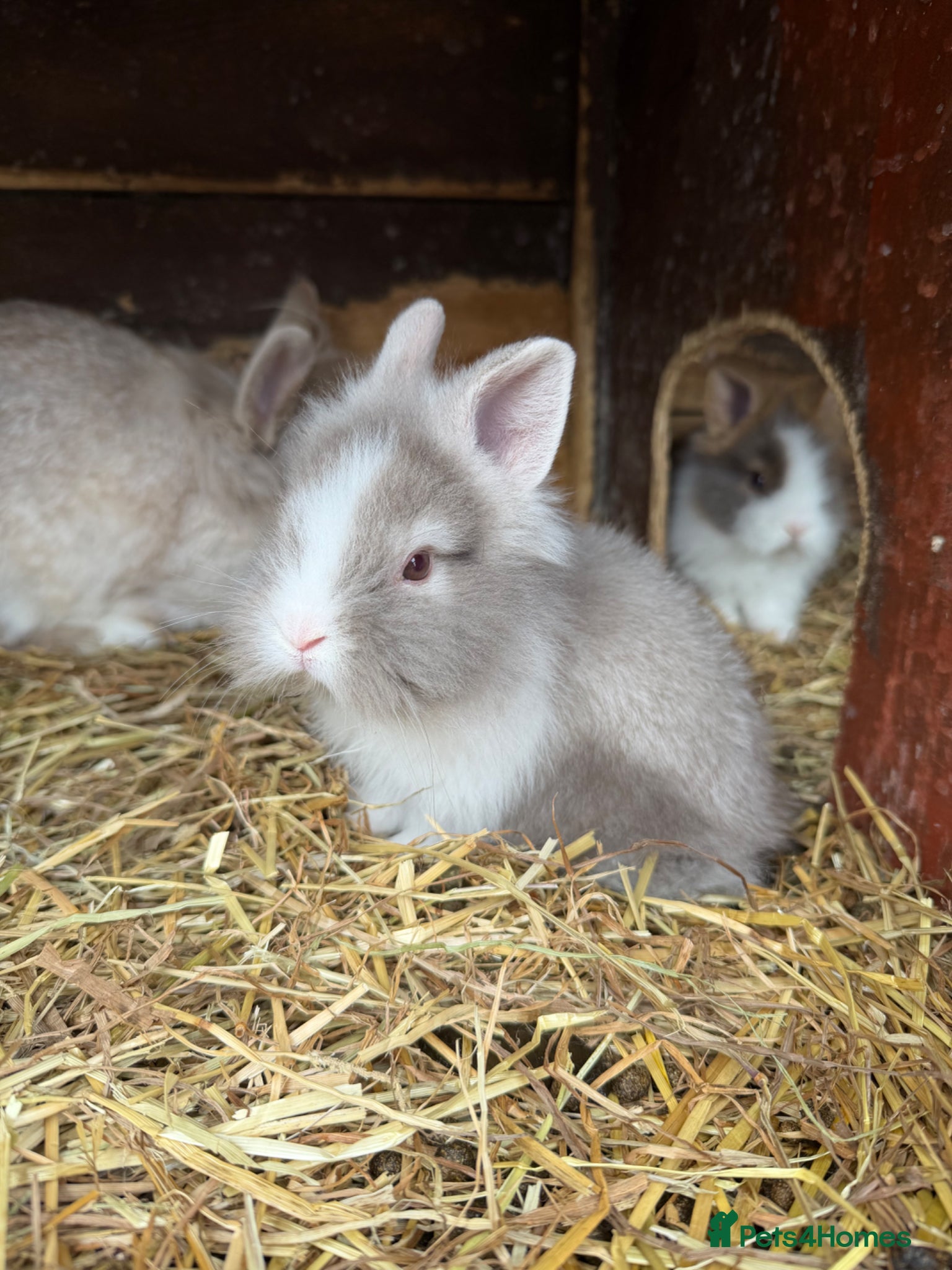 Lionhead rabbits Beautiful baby lionheads  - Advert 8