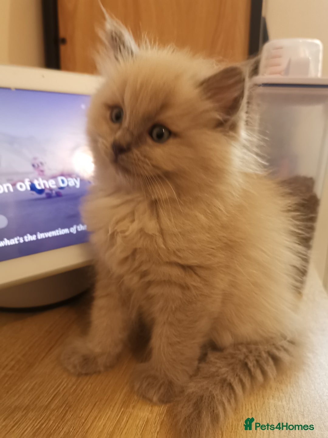 Ragdoll cats for sale: Stunning TICA Ragdoll Kittens - Mink, Sepia,  - Advert 20