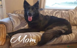 German Shepherd dogs for sale: German Shepherd Puppies  - Image 7