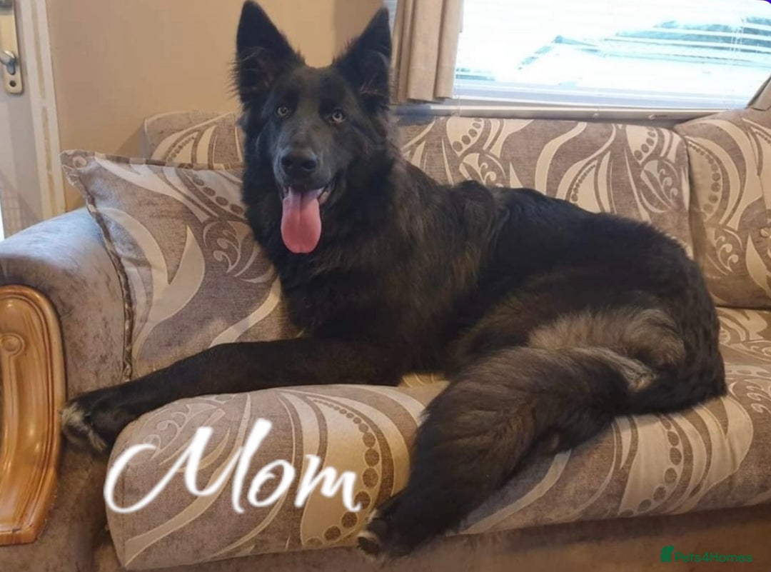 German Shepherd dogs for sale: German Shepherd Puppies  - Image 7