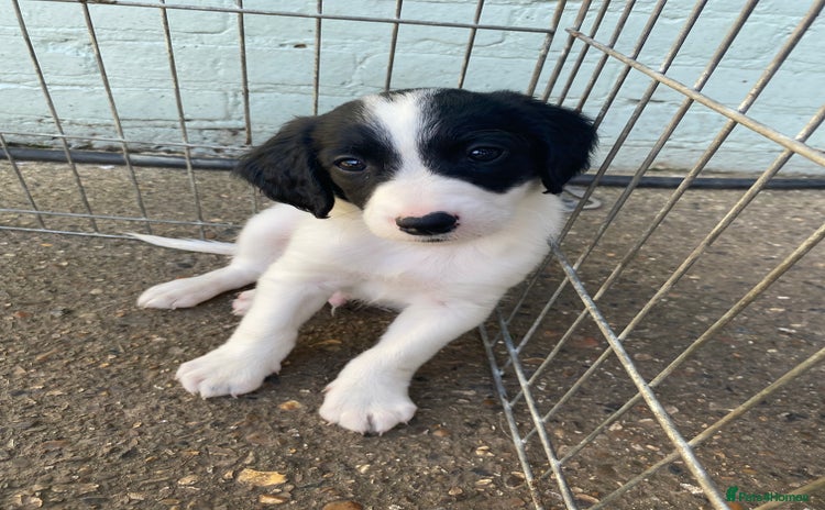 Mixed Breed dogs - Advert 5