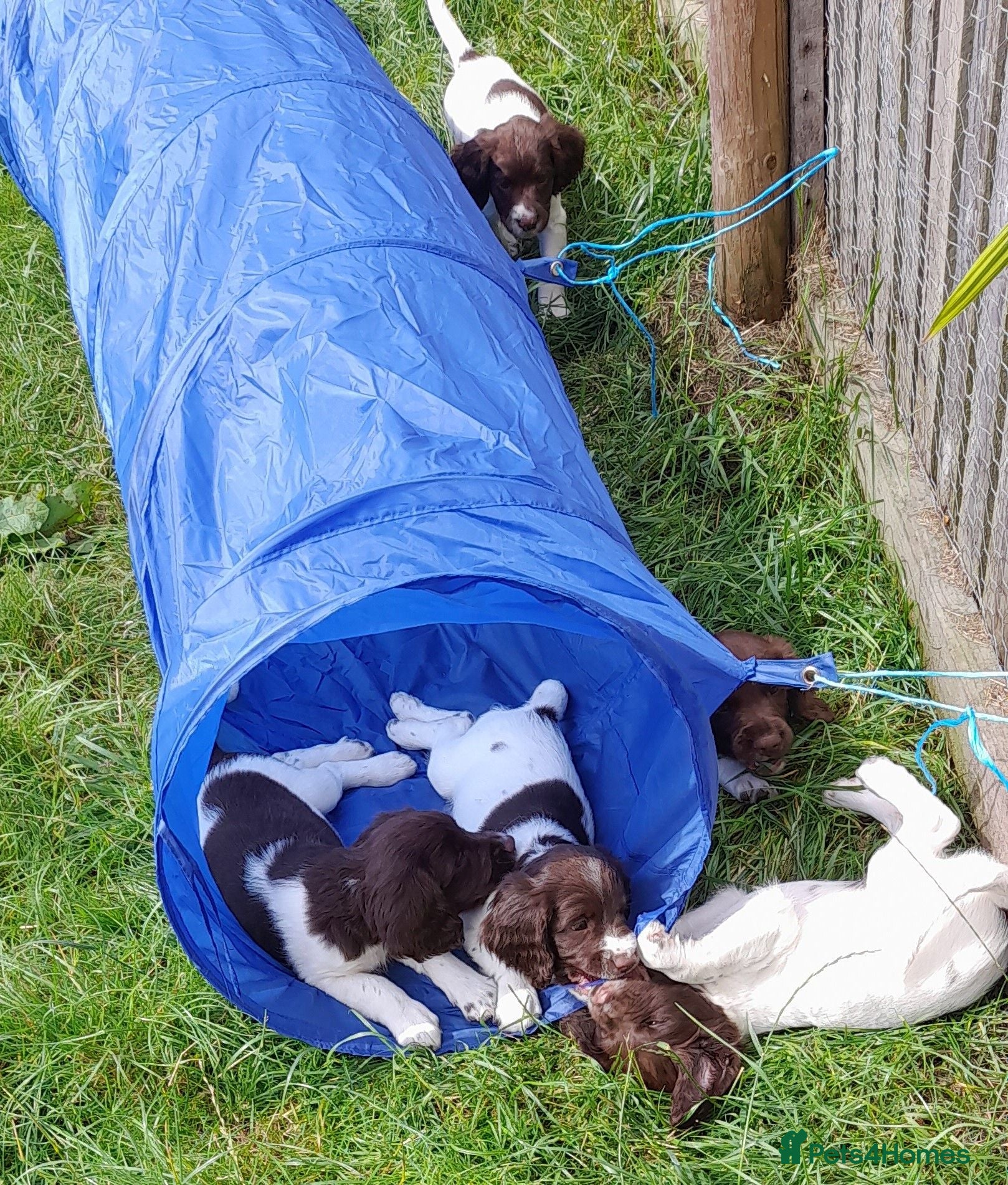 English Springer Spaniel dogs Gorgeous English Springer Spaniels Puppies - Advert 2