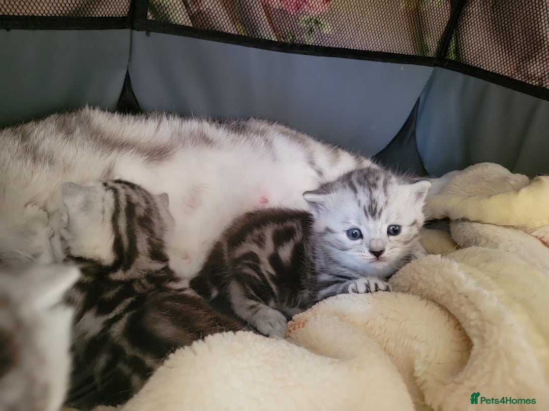 British Shorthair cats for sale: British Shorthair Silver Tabby  - Image 6