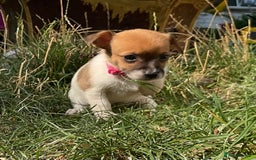 Jack Russell dogs for sale: Tiny Jack Russell’s - Image 8