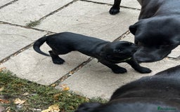 Labrador Retriever dogs for sale: Beautiful litter of working line black lab pups  - Image 9