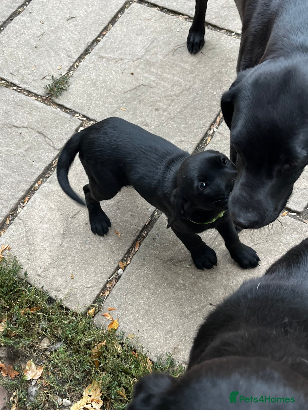 Labrador Retriever dogs for sale: Beautiful litter of working line black lab pups  - Image 9