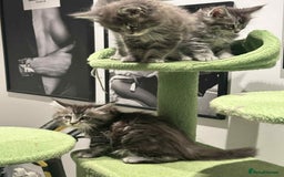 Maine Coon cats for sale: Stunning Mainecoon Kittens - Image 11