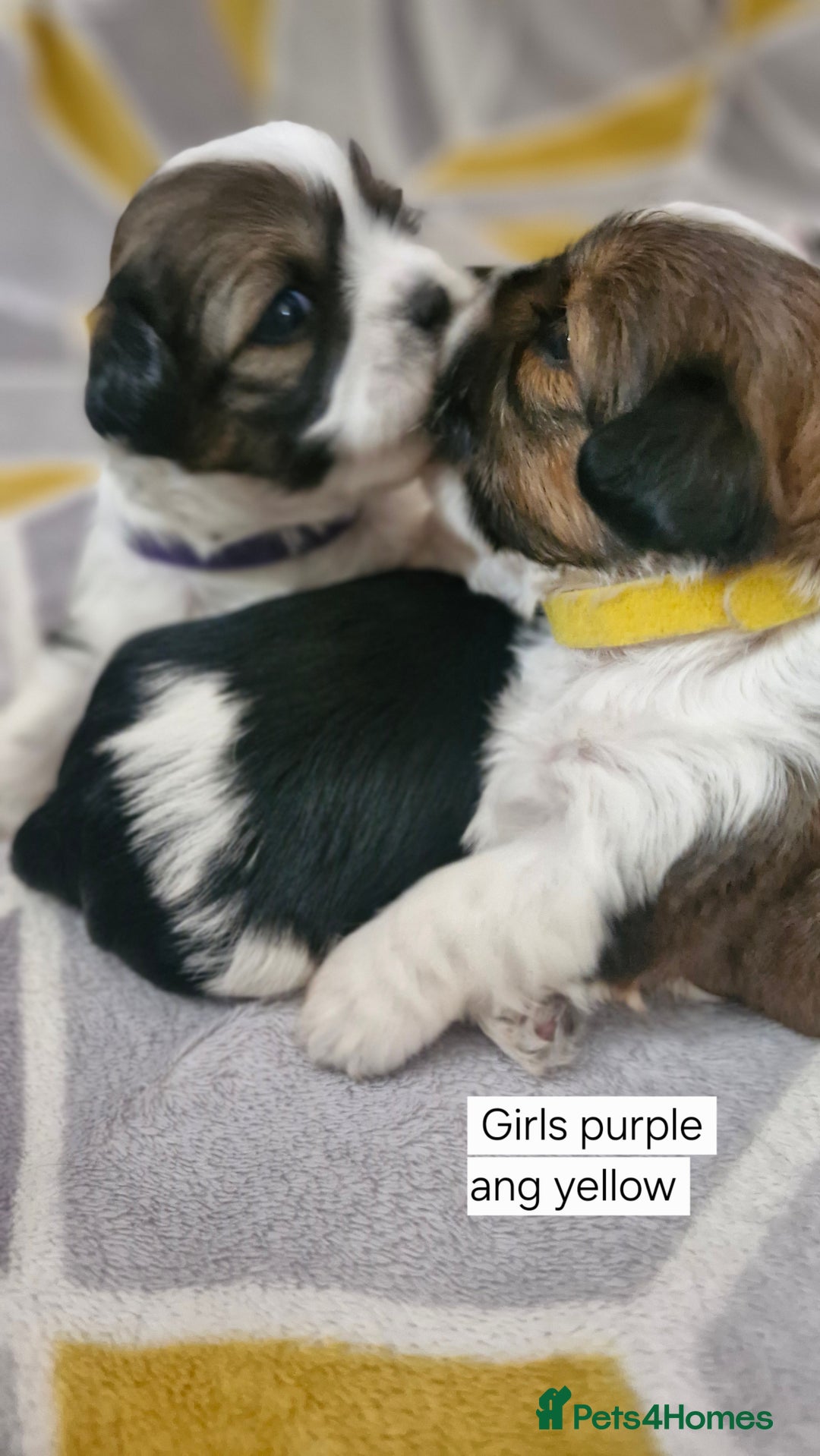 Mixed Breed dogs for sale:  Gorgeous Shih tzu poppies .🐶🐾 - Image 17