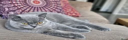British Shorthair cats for sale: Blue eyes Flame Point British Shorthair kitten - Advert 11
