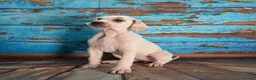 Pointer dogs for sale: Quality Pointer puppies - Advert 20