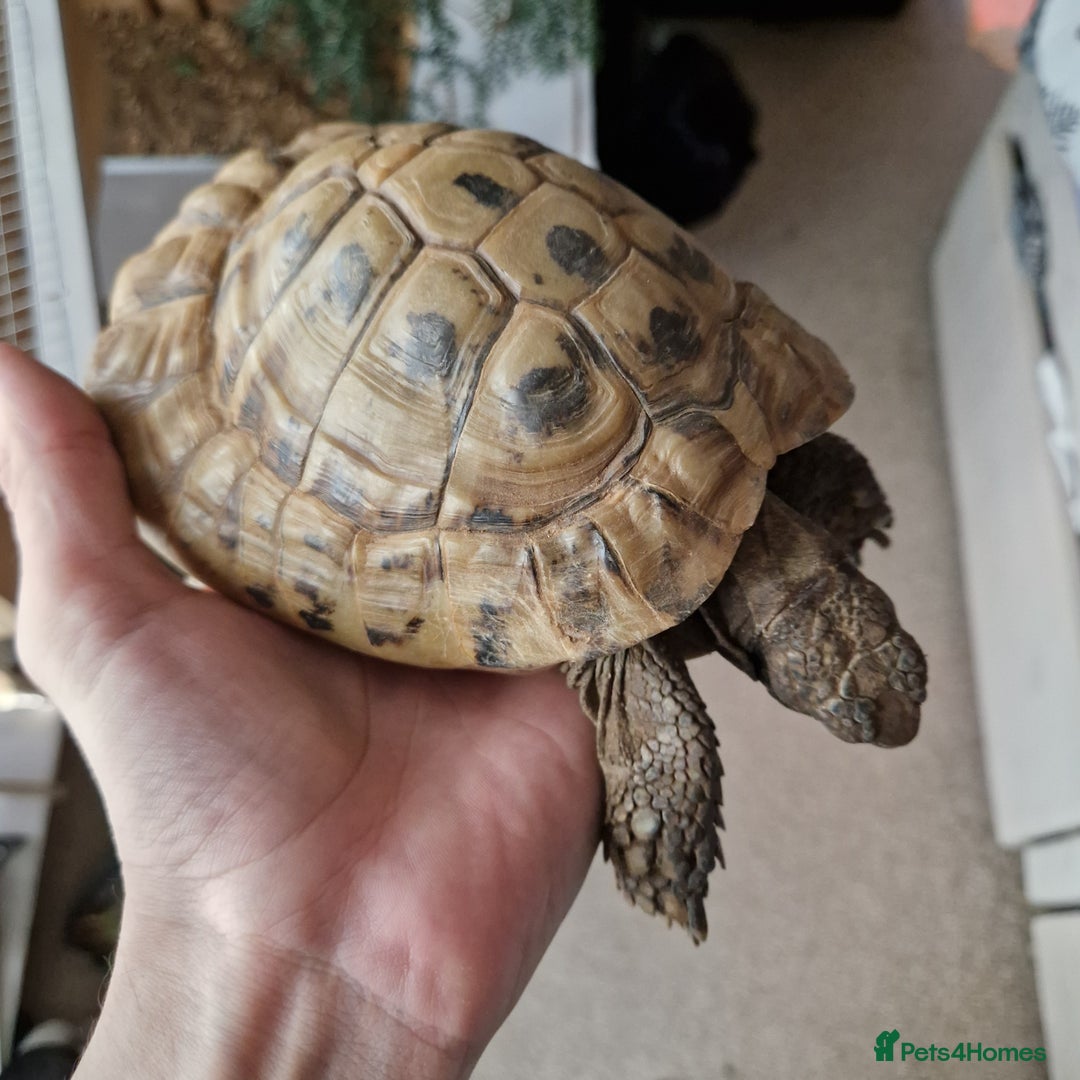 Tortoise reptiles for sale: Horsefield tortoise x2 males - Image 4