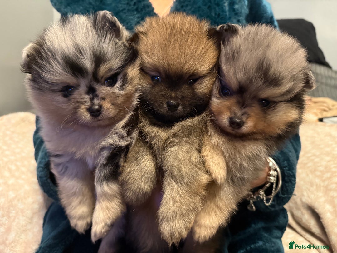 Pomeranian dogs for sale: Adorable Pomeranian Puppies 💙🩷💙 - Advert 2