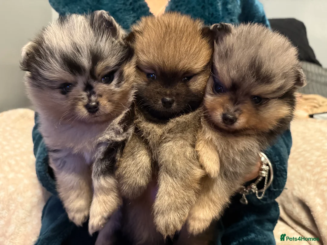 Pomeranian dogs for sale: Fully Vaccinated Orange Sable Boy Pomeranian 💙 - Advert 10