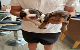 Cocker Spaniel dogs for sale: Beautiful working cocker spaniels  - Image 6