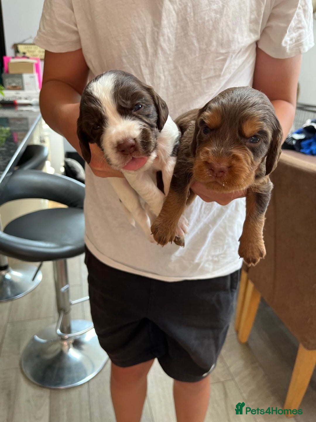 Cocker Spaniel dogs for sale: Beautiful working cocker spaniels  - Image 6