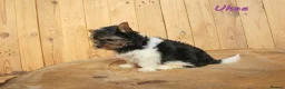 Biewer Terrier dogs for sale: ✨ Stunning Biewer & Merle Yorkies – Ready 09 Apr ✨ - Advert 6