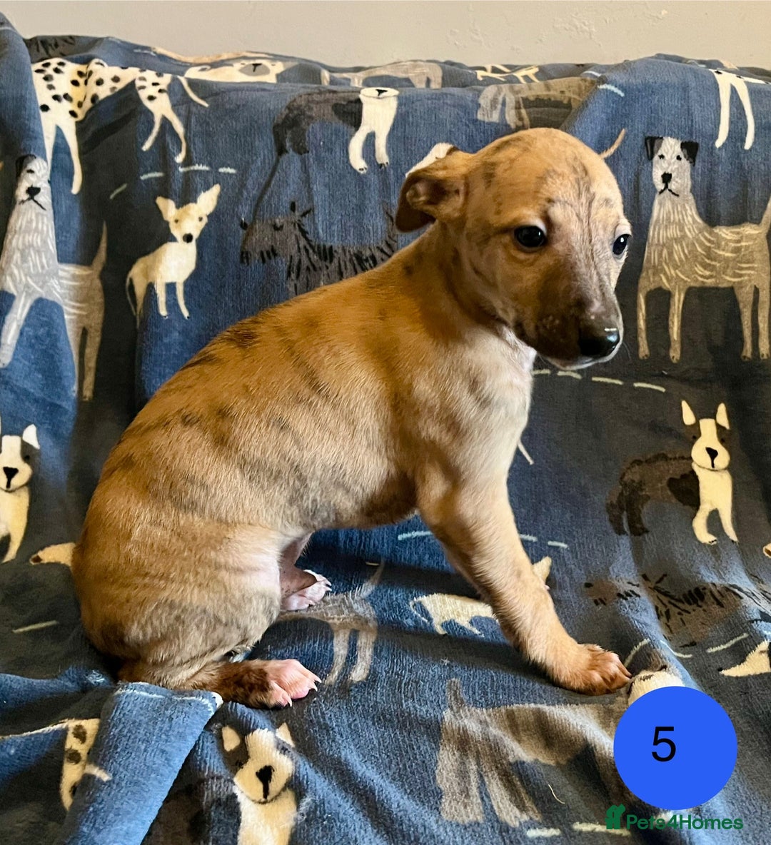 Whippet dogs for sale: KC Reg Whippet Puppies - Advert 16