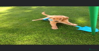 Golden Retriever dogs - Advert 4