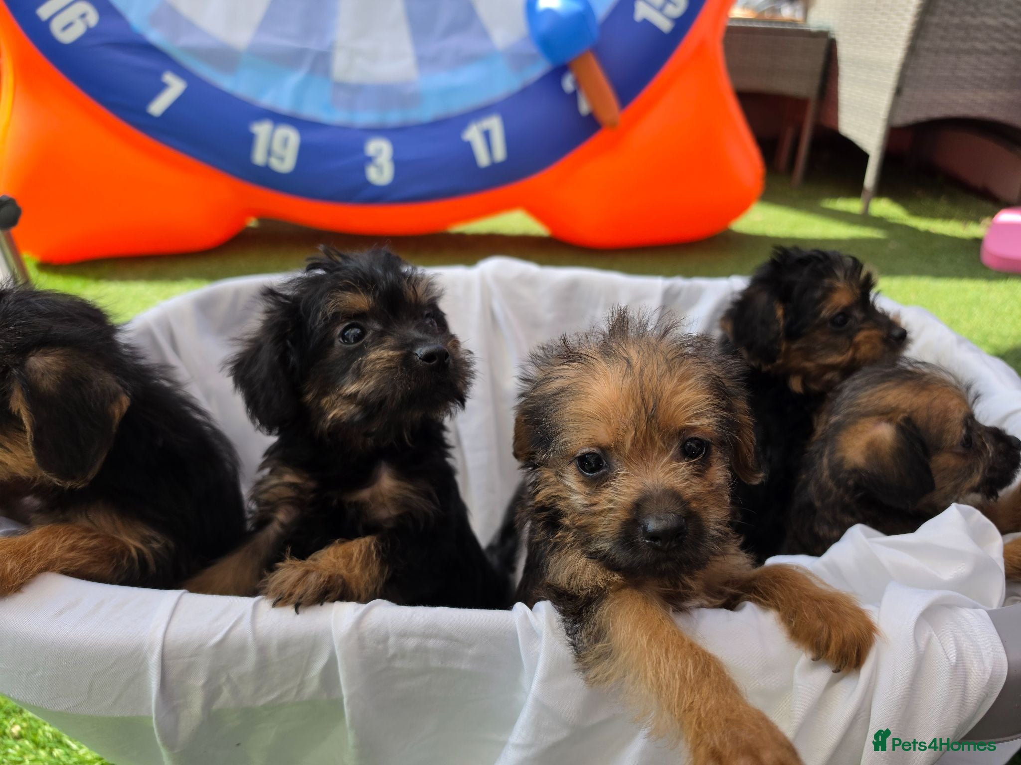 Mixed Breed dogs Borderpoo vet checked, 1st cross puppies - Advert 18