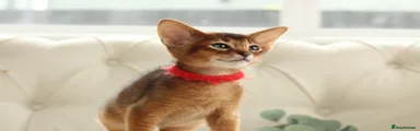 Abyssinian Kitten 3