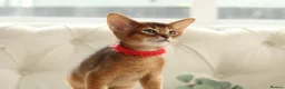 Abyssinian cats for sale: Pure breed Abyssinian kitten’s GCCF registered  - Advert 8