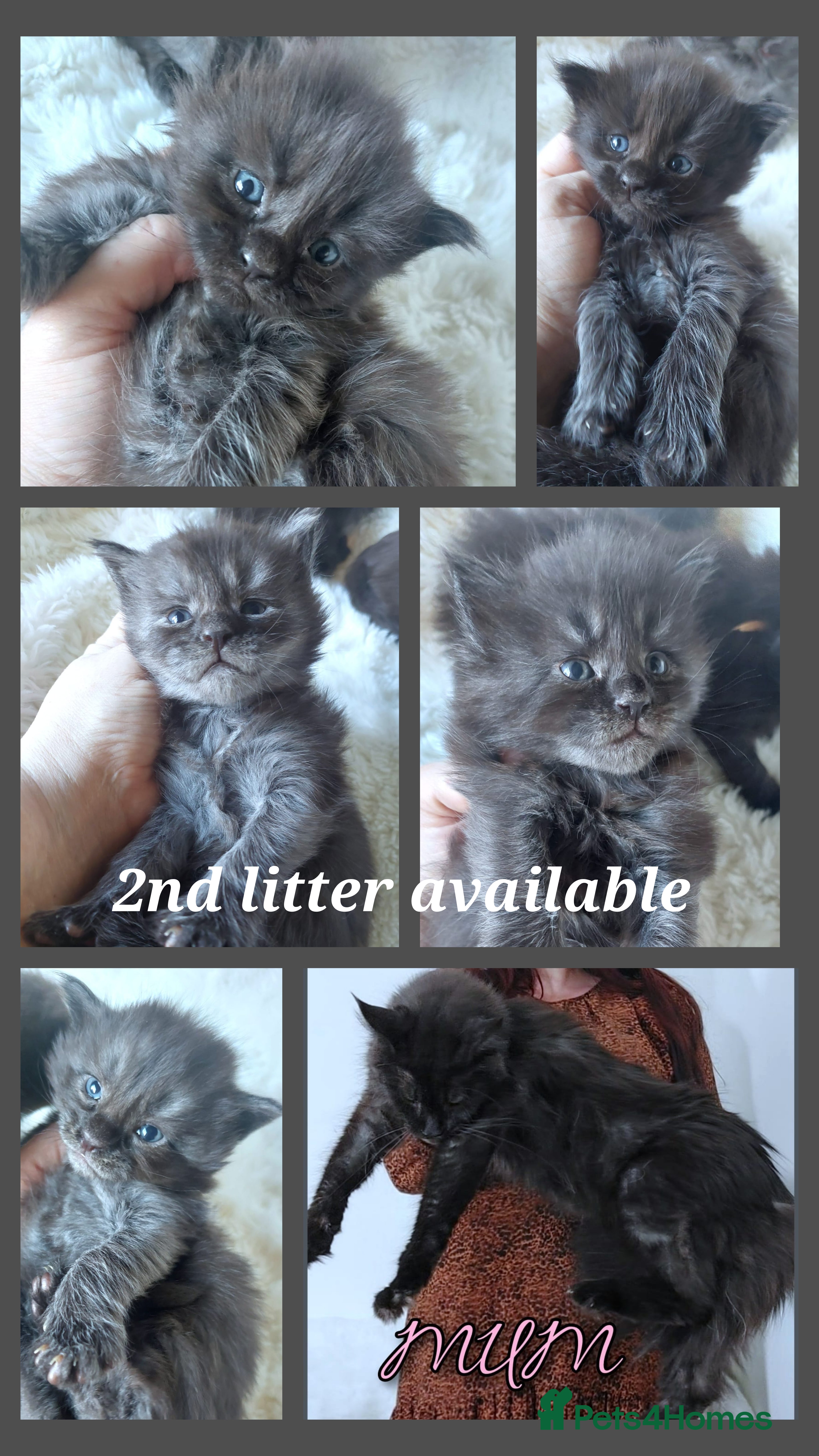 Maine Coon cats 🌟 Beautiful big Maine coon black smoke babies 🌟 - Advert 6