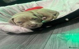 American Bull Staffy dogs for sale: Puppy needs home!! - Image 2
