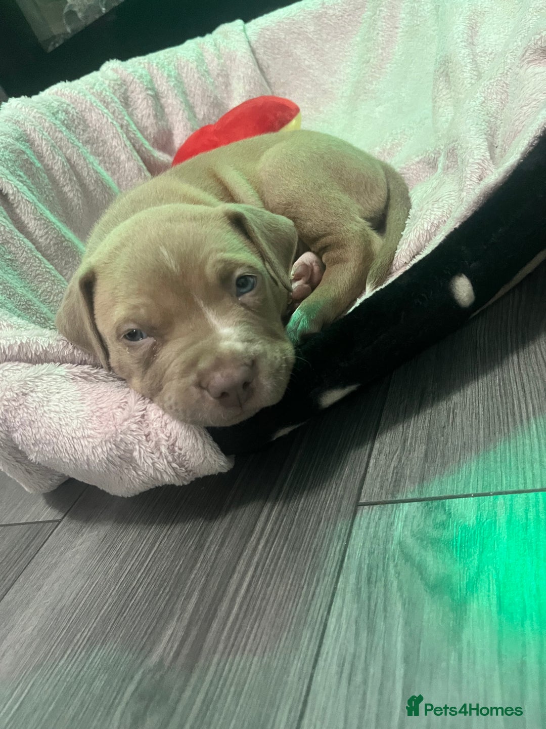 American Bull Staffy dogs for sale: Puppy needs home!! - Image 2