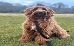 Australian Labradoodle dogs for sale: Superior Australian Labradoodles Due October - Image 11