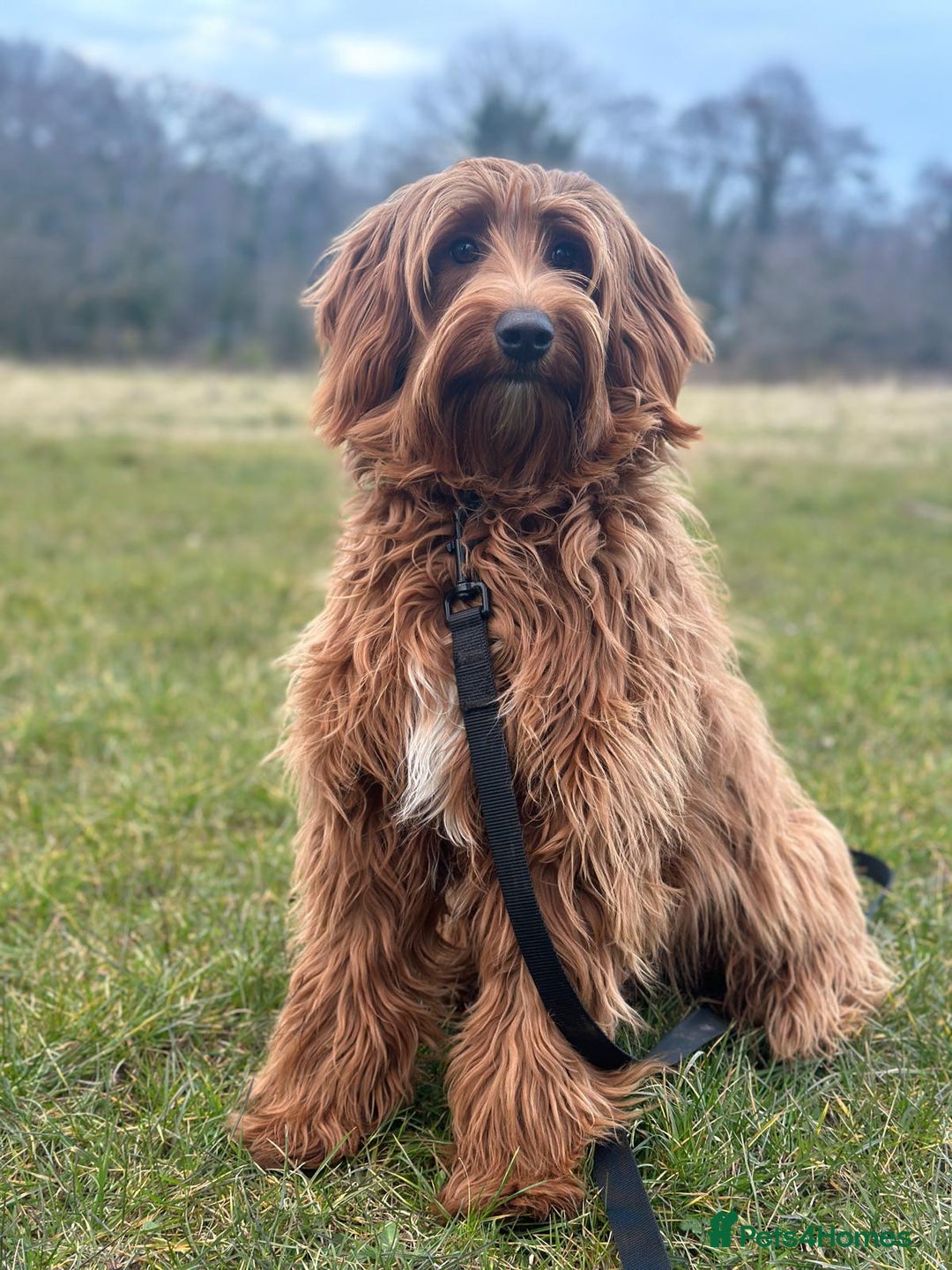 Australian Labradoodle dogs for sale: Superior Australian Labradoodles Due October - Image 11