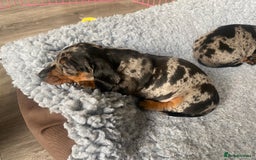 Miniature Dachshund dogs for sale: Miniature Black and Tan Dapple Dachshunds - Image 7