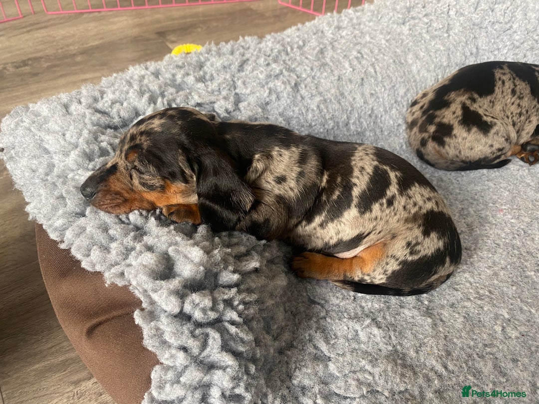 Miniature Dachshund dogs for sale: Miniature Black and Tan Dapple Dachshunds - Image 7