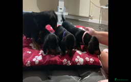 Dachshund dogs for sale: Dachshund Girl Puppies Absolutely Gorgeous  - Image 12