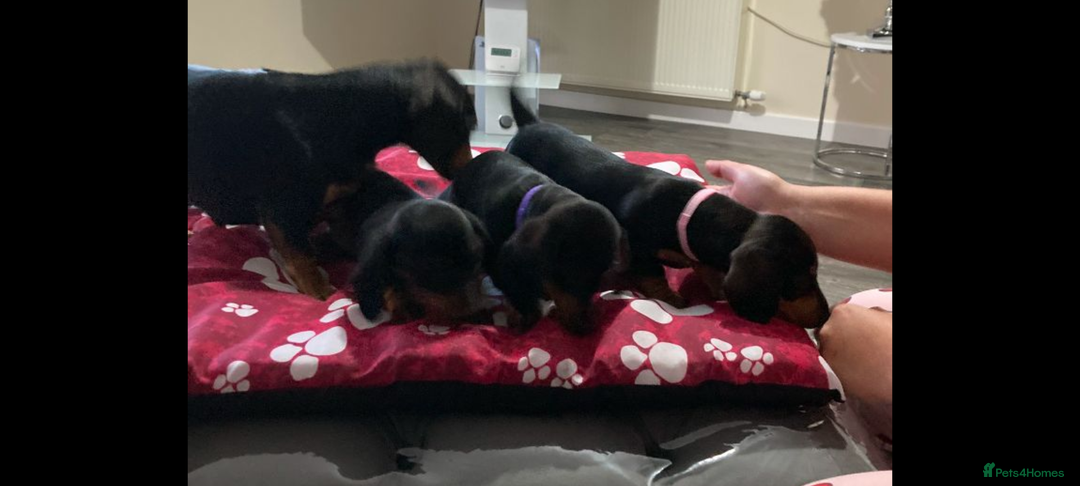 Dachshund dogs for sale: Dachshund Girl Puppies Absolutely Gorgeous  - Image 12