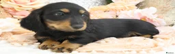 Miniature Dachshund dogs for sale: KC Miniature Dachshund Longhair Puppies - Advert 21