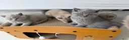 British Shorthair cats for sale: Beautiful British Shorthair blue&lilac Kittens - Advert 19