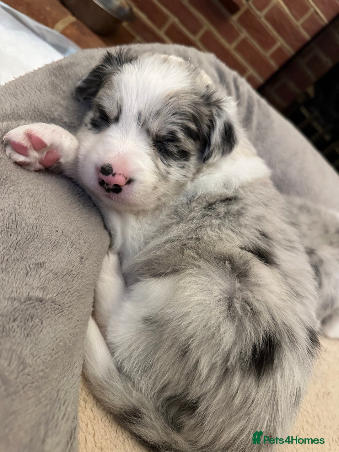 Border Collie dogs for sale: Beautiful litter of 8 border collies puppies - Advert 29