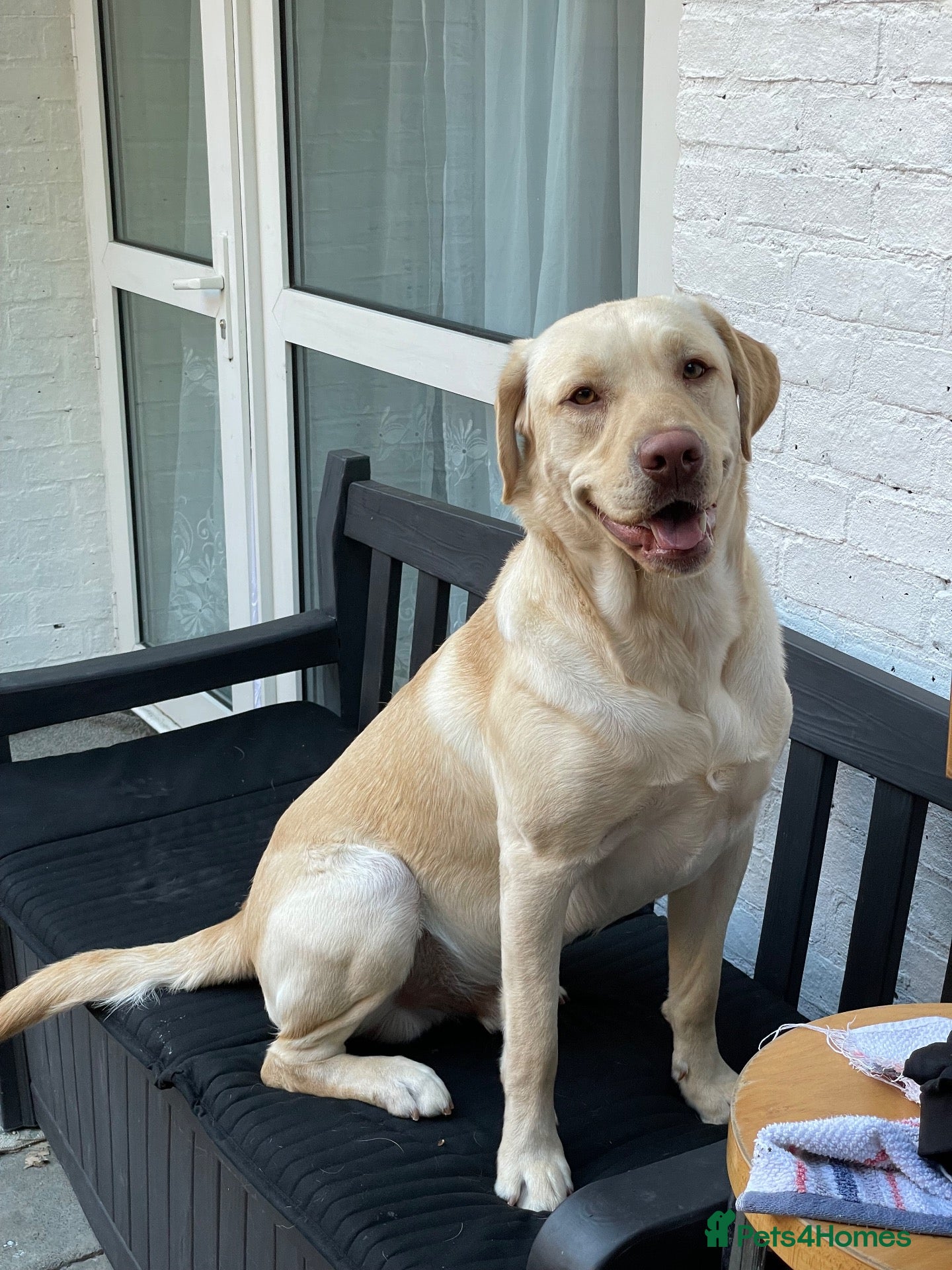 Labrador Retriever dogs Labrador Dudley Male Stud (Hunter) - Advert 1