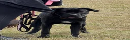Cane Corso dogs for sale: 7 month old female Cane Corso - Experienced home. - Advert 5