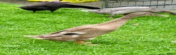 Ducks poultry for sale: Flock of young runner ducks - Advert 2