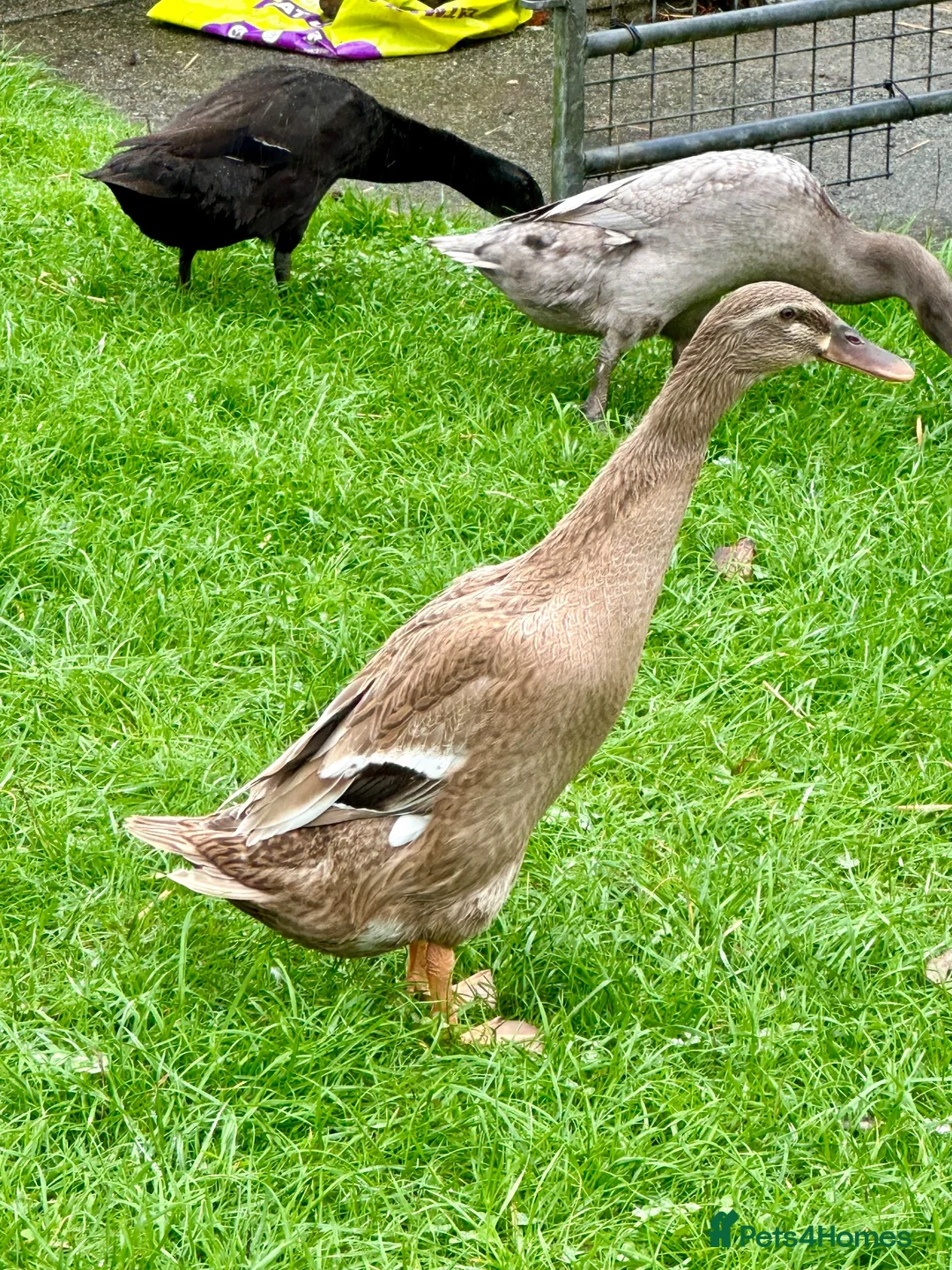 Ducks poultry for sale: Flock of young runner ducks - Advert 2